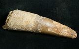 Large Spinosaurus Tooth #8739-1